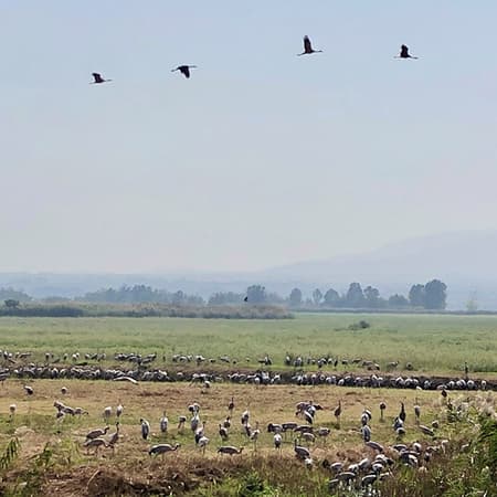 イスラエルは渡り鳥の休憩処！フラ湖でバードウォッチング