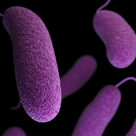 善玉菌が抗生物質よりも悪玉菌を減らす可能性を発見