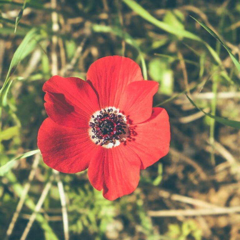 30秒でわかる！イスラエルでよく見られる植物まとめ【その1】