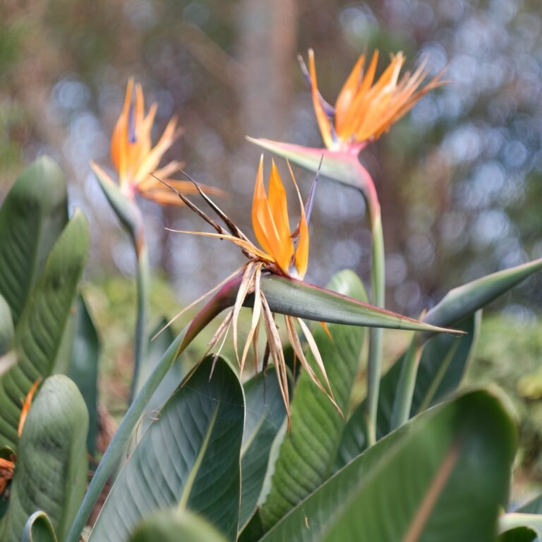 30秒でわかる！イスラエルでよく見られる植物まとめ【その2】