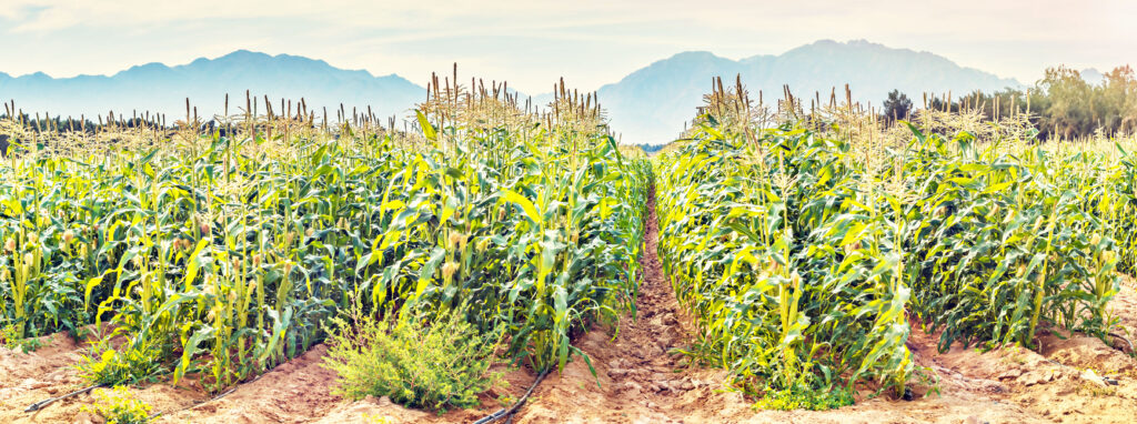 ネゲヴ砂漠では灌漑システムによって、現在もトウモロコシを栽培。