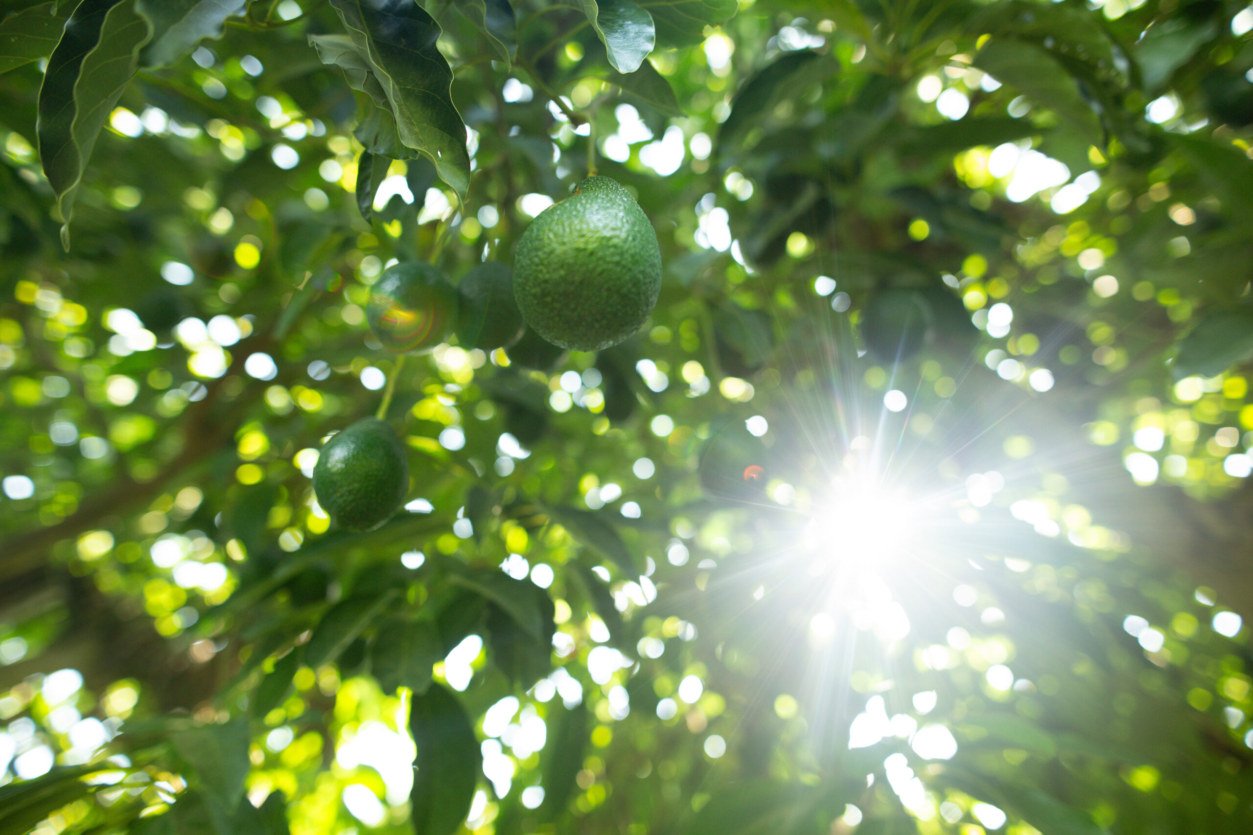 みずみずしい実りの果樹園
