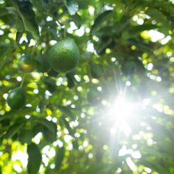 Netafim「Dosing 5G™」が描く次世代農業ーAIが“施肥”を最適化する時代へ