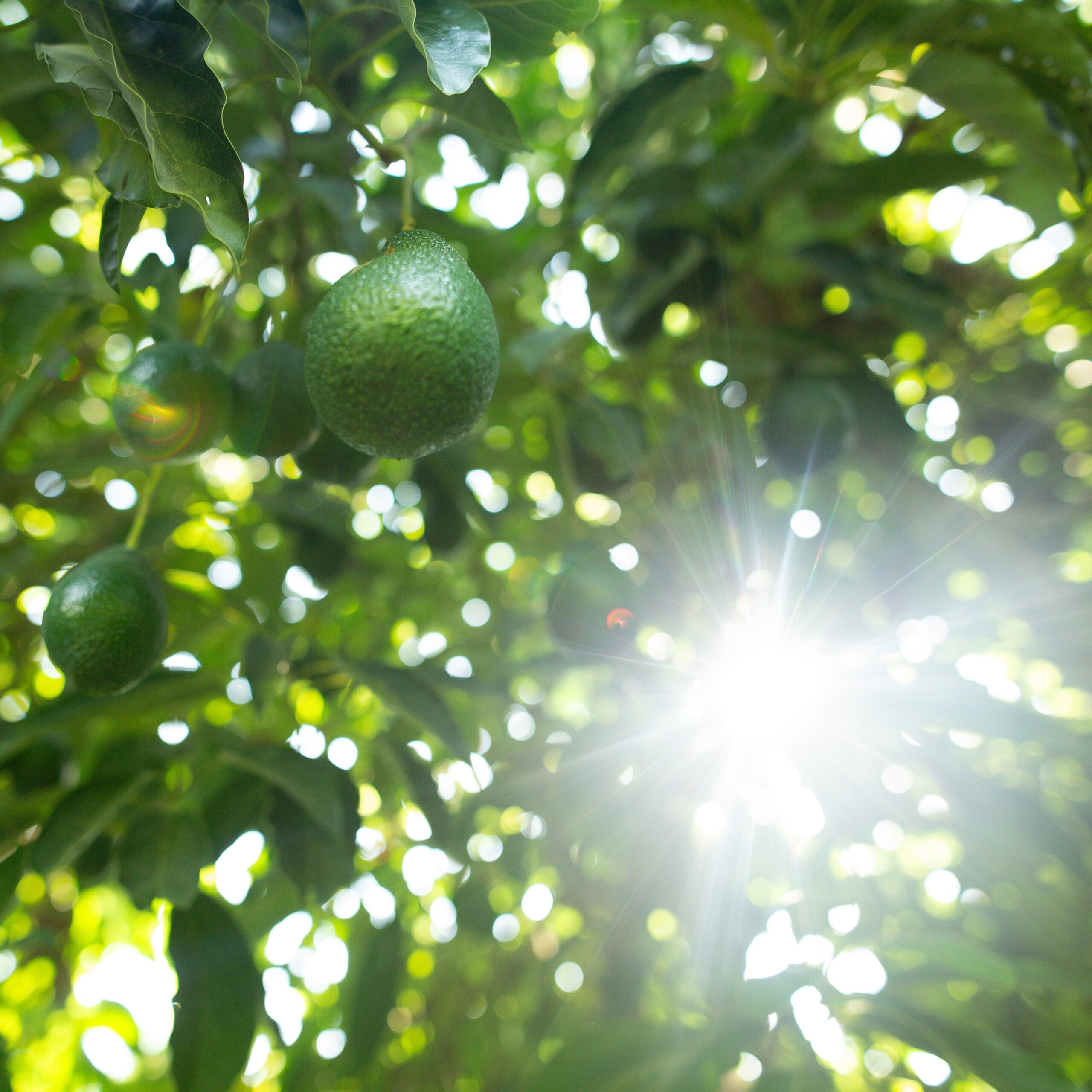 Netafim「Dosing 5G™」が描く次世代農業ーAIが“施肥”を最適化する時代へ