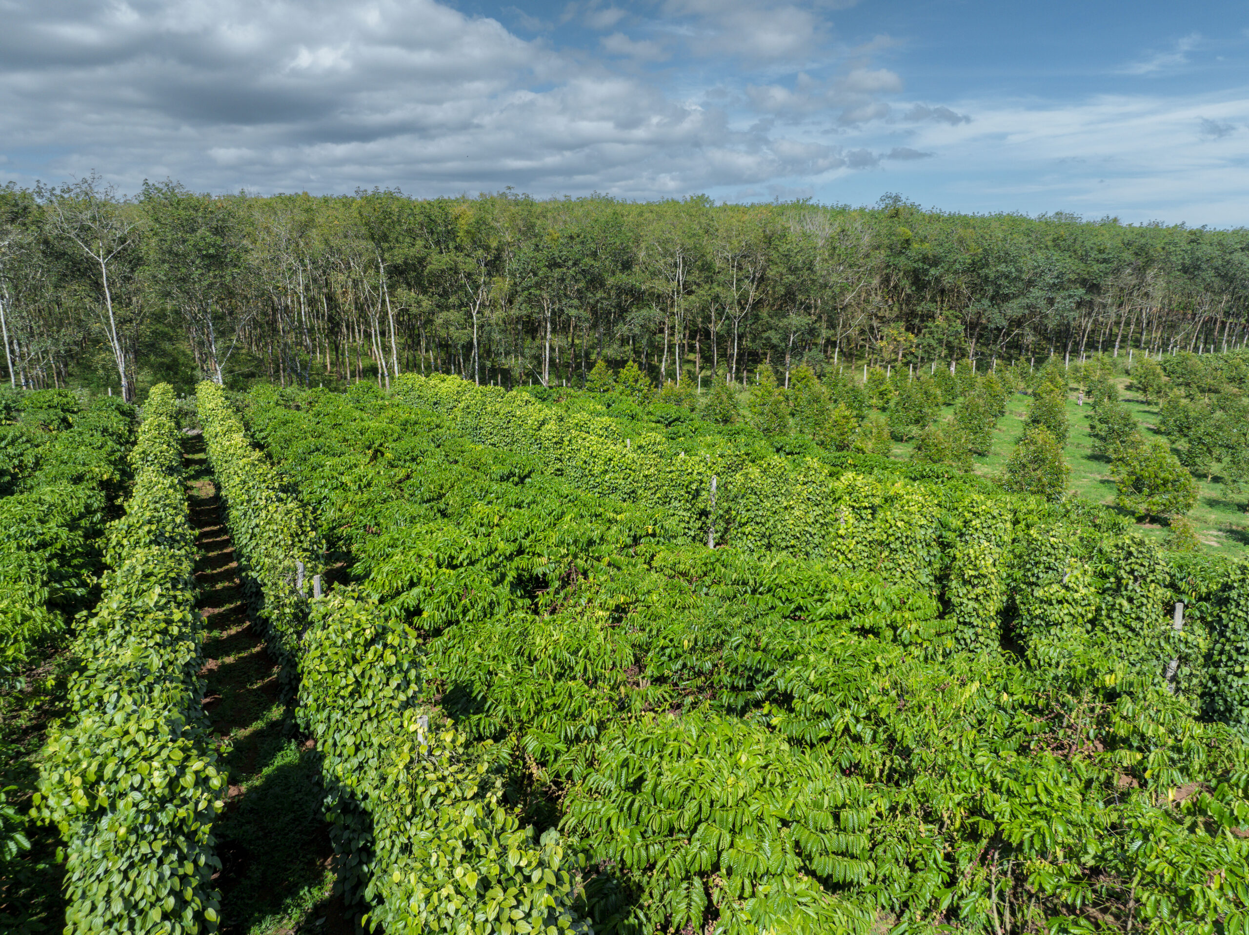 緑が青々と茂った畑
