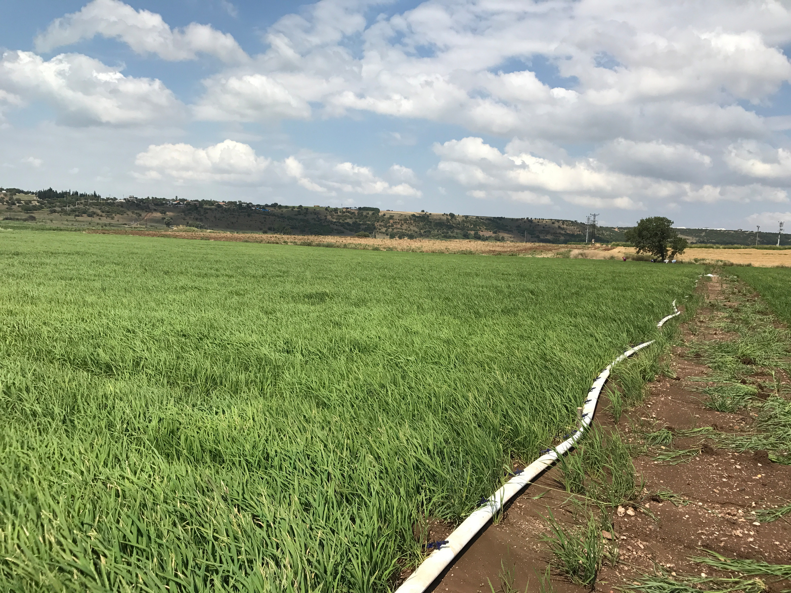 灌水による稲作の農場