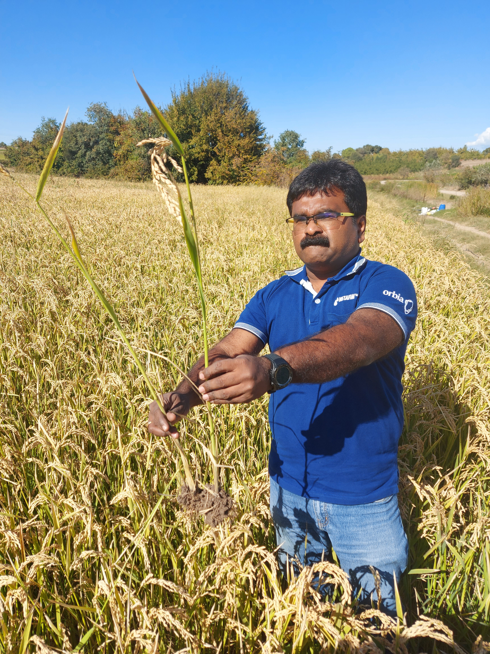 実った稲を手にする男性
