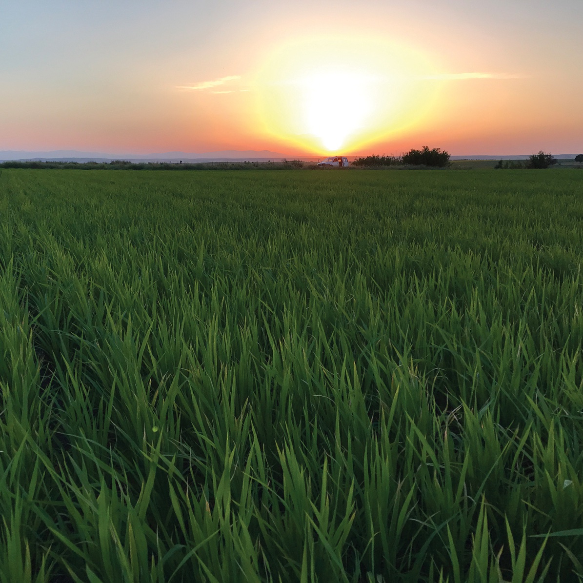 アースデイに考える「サステナブルな稲作」と未来の食について
