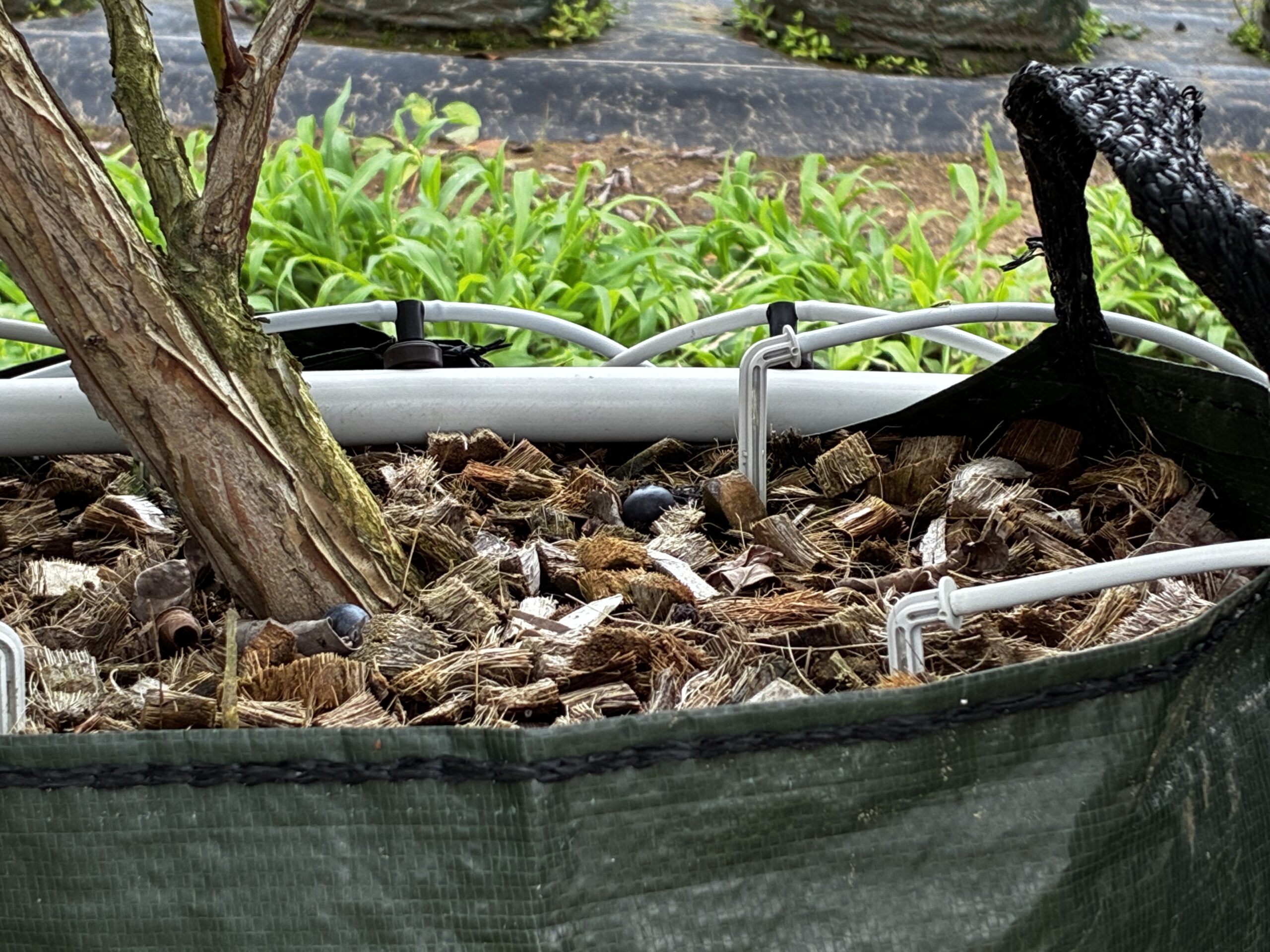 一つ一つのポットに直接、水と肥料を届ける。
