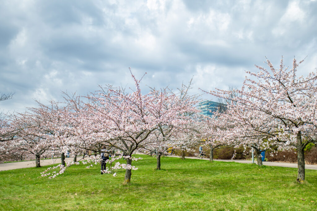 リトアニア・ビリニュスにある杉原千畝桜公園の風景