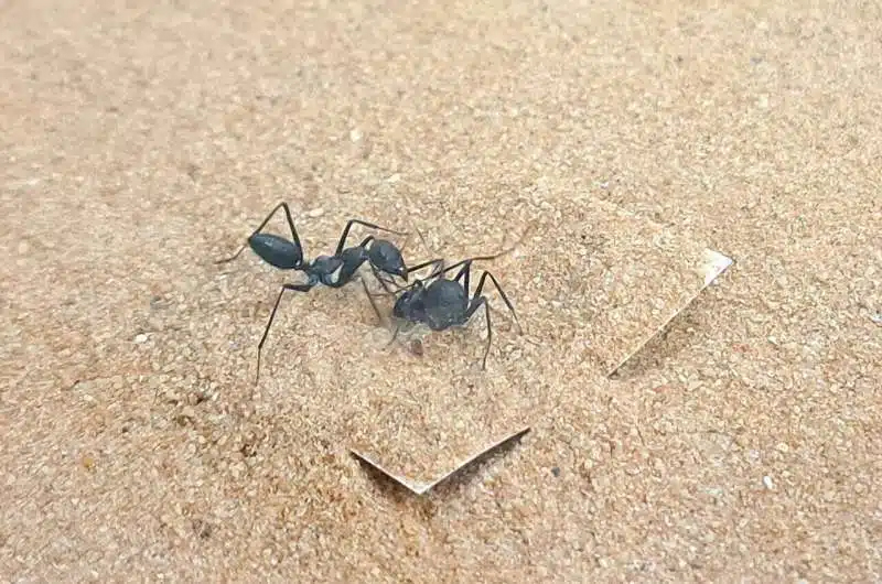 アリの救助行動の実験結果:動かない仲間を救おうとするアリ
