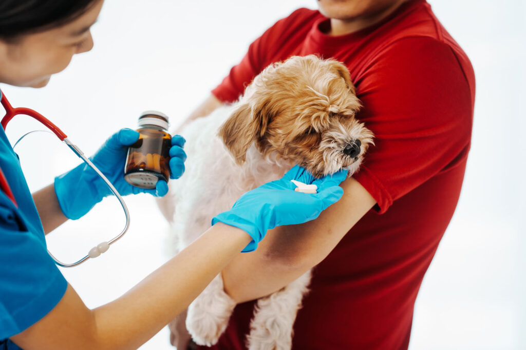 犬の健康状態を確認する獣医師のイメージ