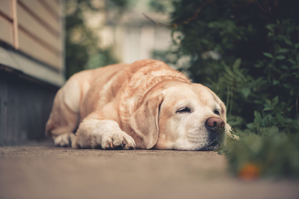 加齢が進んだ犬の健康と老化を示すイメージ