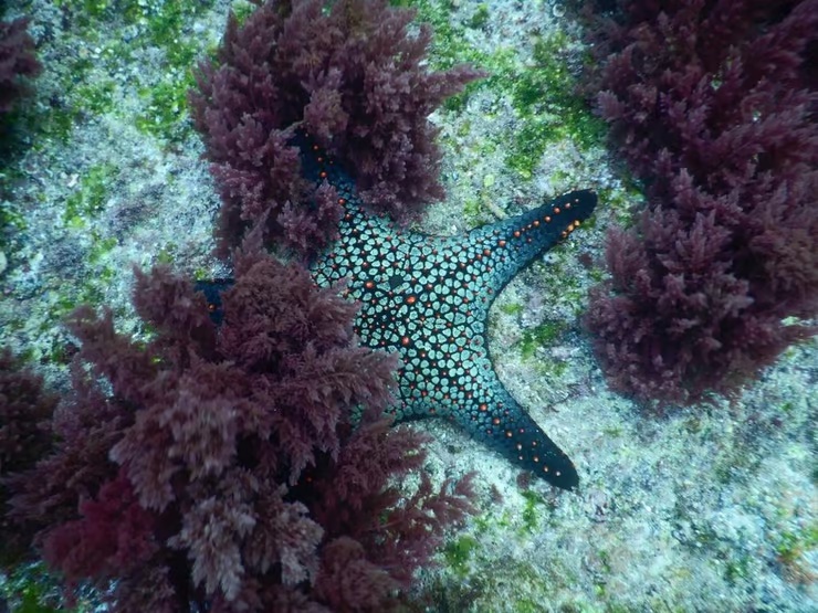ガラパゴス諸島の海底で確認されたヒトデと紅藻類