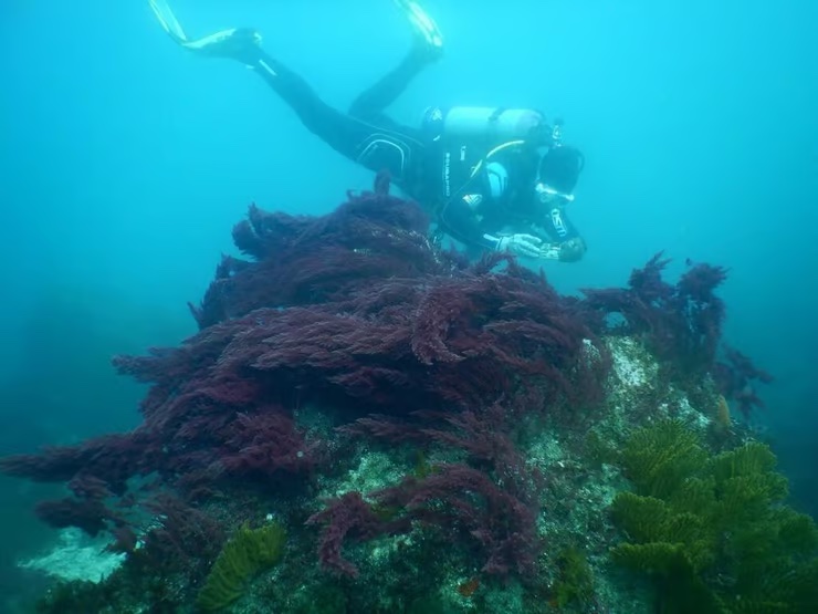 ガラパゴス諸島に生息するアスパラゴプシス海藻